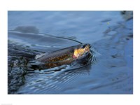 Close-up of a Brook trout (Salvelinus fontinalis) on a fishing line Fine Art Print