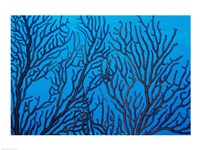 Sea Fan on a Reef, Belize Fine Art Print