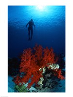 Soft Coral Red Sea Fine Art Print