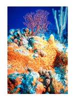 Elephant-ear-sponge and sea fan Framed Print