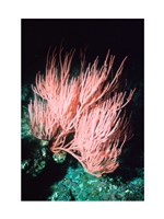 Sea fan Fine Art Print