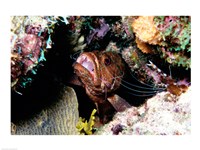 Close-up of a grouper fish hiding, Bonaire, Netherlands Antilles Fine Art Print