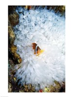 High angle view of a clown fish hiding in a sea anemone, Nananu-i-Ra island, Fiji Fine Art Print