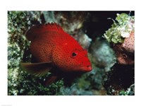 Close-up of a coney fish swimming underwater, Cozumel, Mexico Fine Art Print