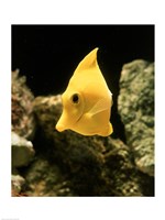 Yellow Tang Fine Art Print