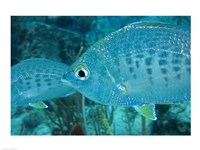 Damselfish Fine Art Print