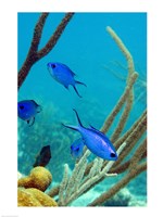 Blue Chromis Fish Fine Art Print