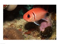 Blackbar Soldierfish Fine Art Print