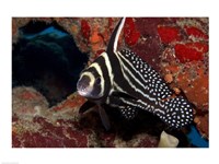 Spotted Drum Fish Fine Art Print