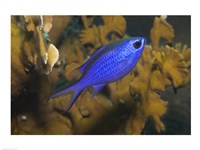 Blue Chromis Fish Fine Art Print