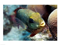Redband Parrotfish Fine Art Print