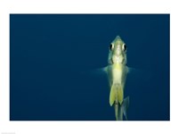 Damselfish Fine Art Print