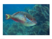 Princess Parrotfish Fine Art Print