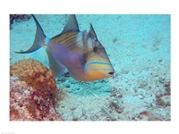 Queen Triggerfish Fine Art Print