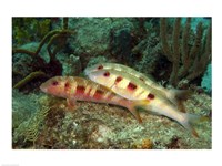 Spotted Goatfish Fine Art Print
