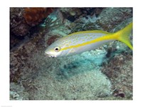 Yellowtail Snapper Fine Art Print