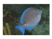 Blue Tang Fish Fine Art Print