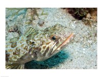 Lizardfish Fine Art Print