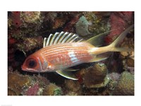 Longspine Fine Art Print