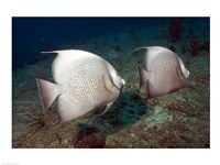 Gray Angelfish Fine Art Print