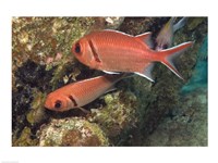 Blackbar Soldierfish Fine Art Print