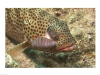 Red Hind Fish with spots Fine Art Print