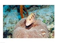 Close-up of a goatfish swimming underwater Fine Art Print