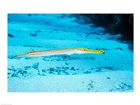 Side profile of a Yellow Trumpet Fish swimming underwater Fine Art Print