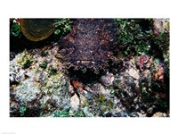 High angle view of a toadfish Fine Art Print