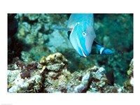Close-up of a Stoplight Parrotfish swimming underwater Fine Art Print
