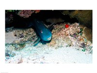 Close-up of a parrotfish swimming underwater Fine Art Print