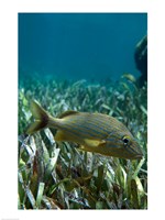 Side profile of a Blue Striped Grunt swimming underwater Fine Art Print