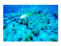 School of French Grunts swimming underwater, Bonaire, Netherlands Antilles Fine Art Print