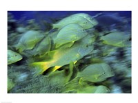 School of French Grunts swimming underwater, Bonaire, Netherlands Antilles Fine Art Print