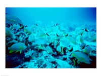 School of Blue Striped Grunts swimming underwater, Belize Fine Art Print