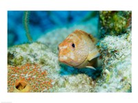 Close-up of a juvenile grouper fish swimming underwater, Belize Fine Art Print