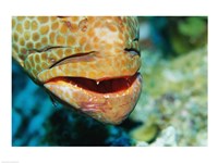 Close-up of the mouth of a Juvenile Grouper, Belize Fine Art Print