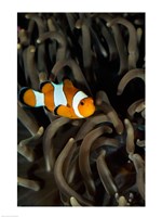 Percula Clownfish swimming near sea anemones underwater Fine Art Print