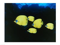 Close-up of five Lemon Butterflyfish swimming underwater - various sizes