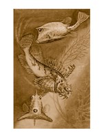 Cow trunk fish, orange sea raven, common trunk fish Fine Art Print
