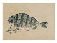 Fish Fine Art Print
