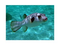 Arothron Manilensis Fine Art Print