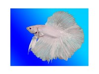 White Betta Fish Fine Art Print