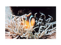 Clown fish in coral reef Fine Art Print