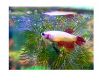 Crowntail Betta Fine Art Print