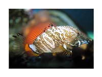 Grunt Sculpin Fine Art Print