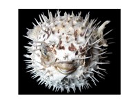 Poisson - Lune Fine Art Print