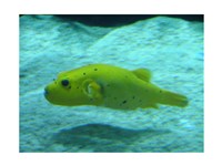 Puffer Fish Fine Art Print