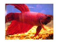 Red Betta Fish Fine Art Print