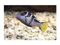 Sharpnose Puffer Fine Art Print